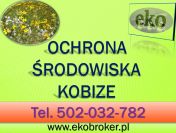 Kobize raport, tel 502-032-782, ceny, wprowadzenie raportu Kobize