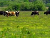 Ukraina.Byczki, jalowki 4 zl/kg.Siano,sloma do darmowego zbioru.Sprzedam stada